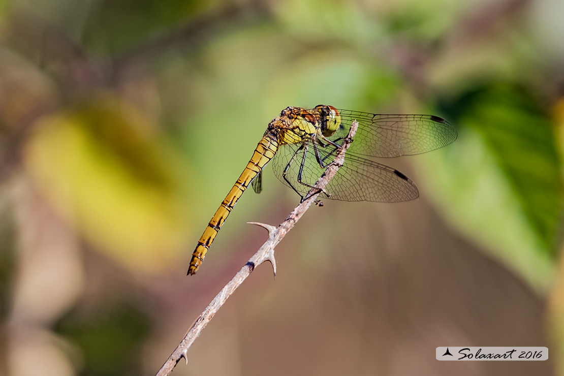 Sympetrum striolatum: Cardinale striato (femmina) - Common Darter (female)