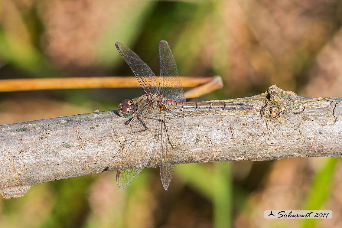 Sympetrum striolatum (femmina anziana)    -    Common Darter  (old female)
