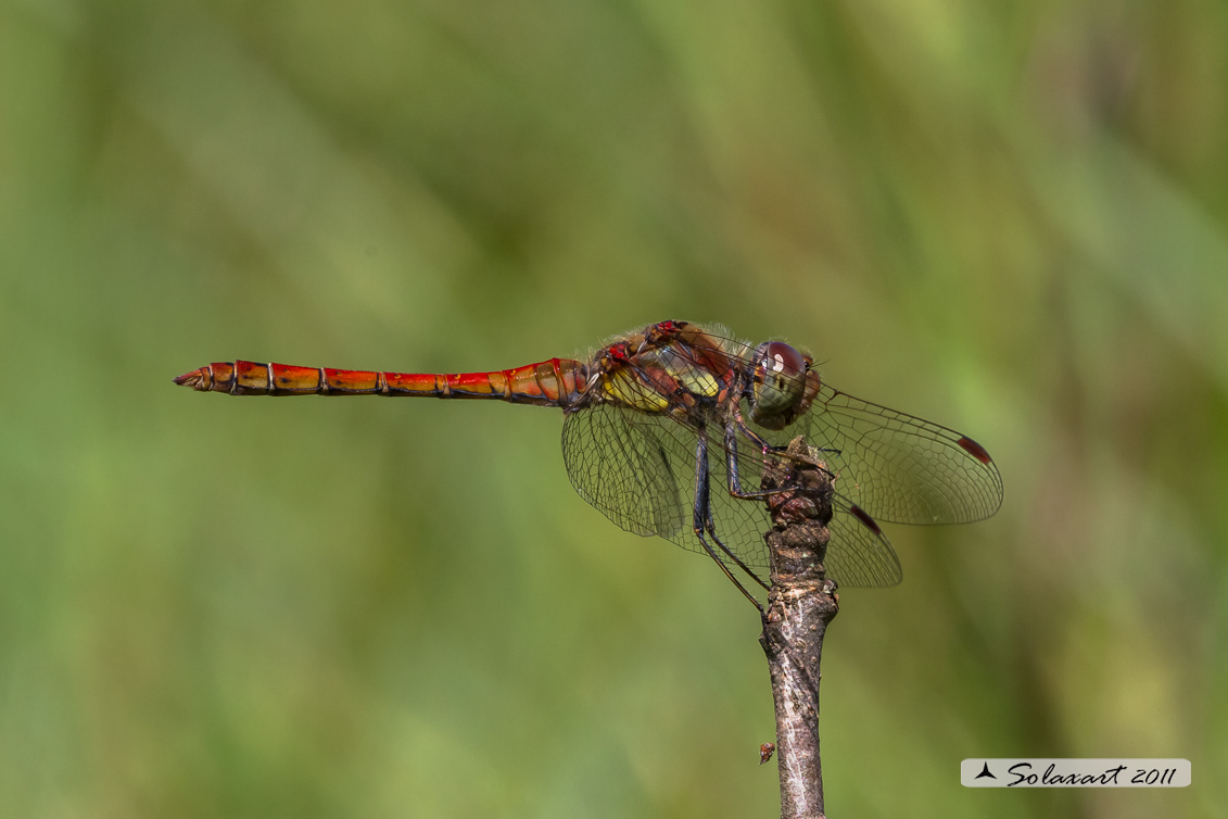 Sympetrum striolatum (maschio)