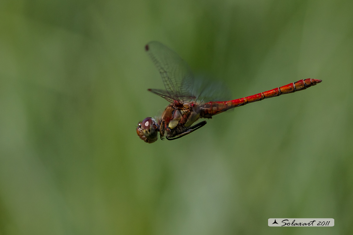 Sympetrum striolatum (maschio)