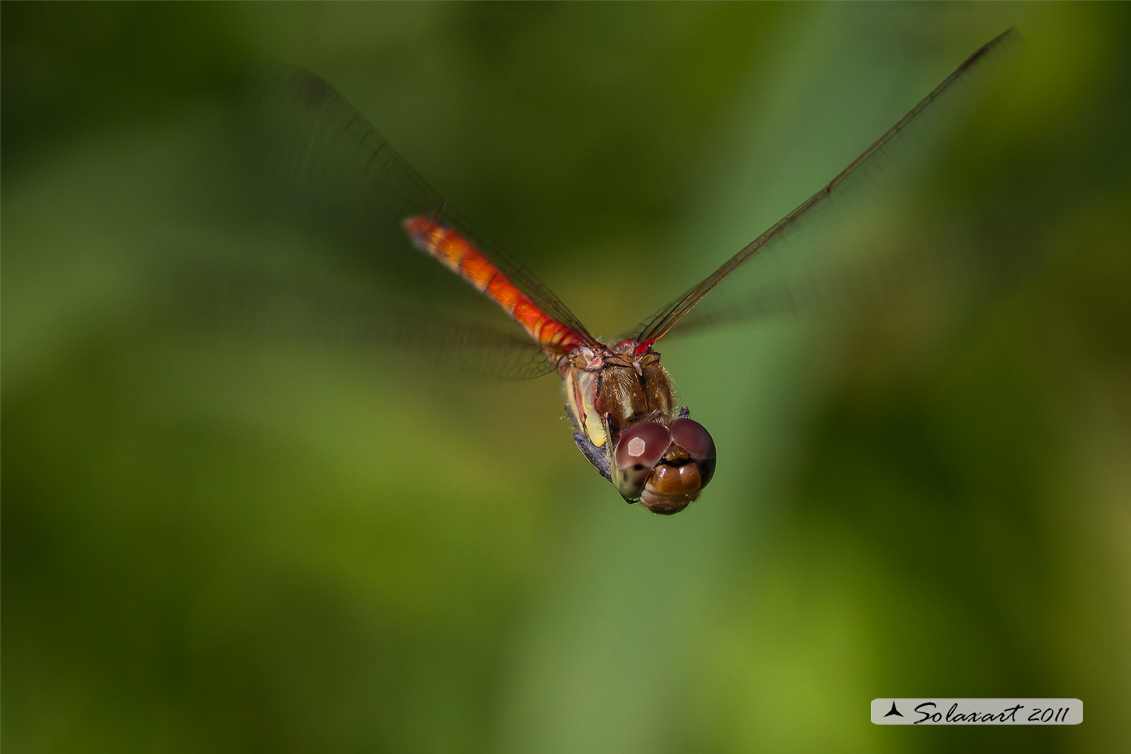 Sympetrum striolatum (maschio)