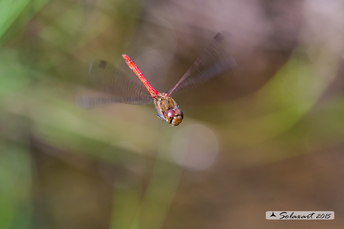 Sympetrum striolatum  (maschio) - Common Darter  (male)