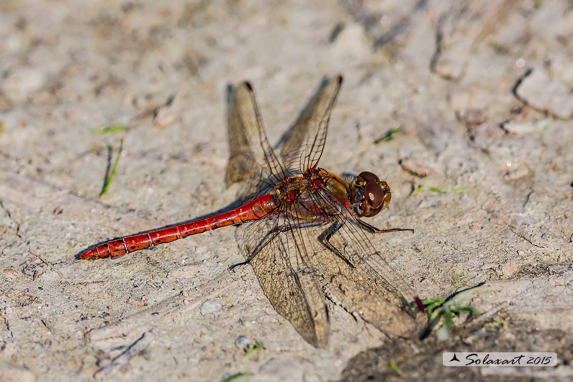 Sympetrum striolatum: Cardinale striato (maschio); Common Darter (male)