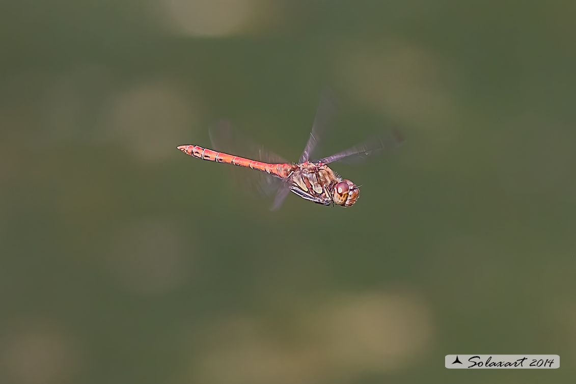 Sympetrum striolatum (maschio) - Common Darter (male)