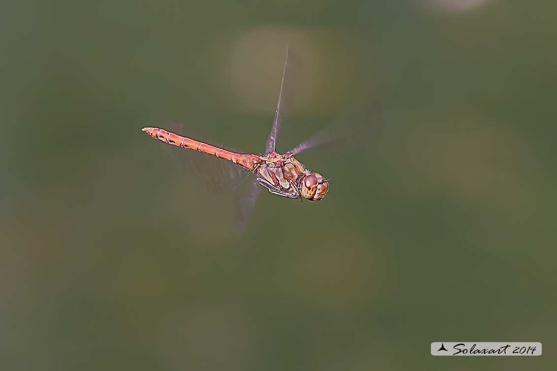 Sympetrum striolatum (maschio) - Common Darter (male)