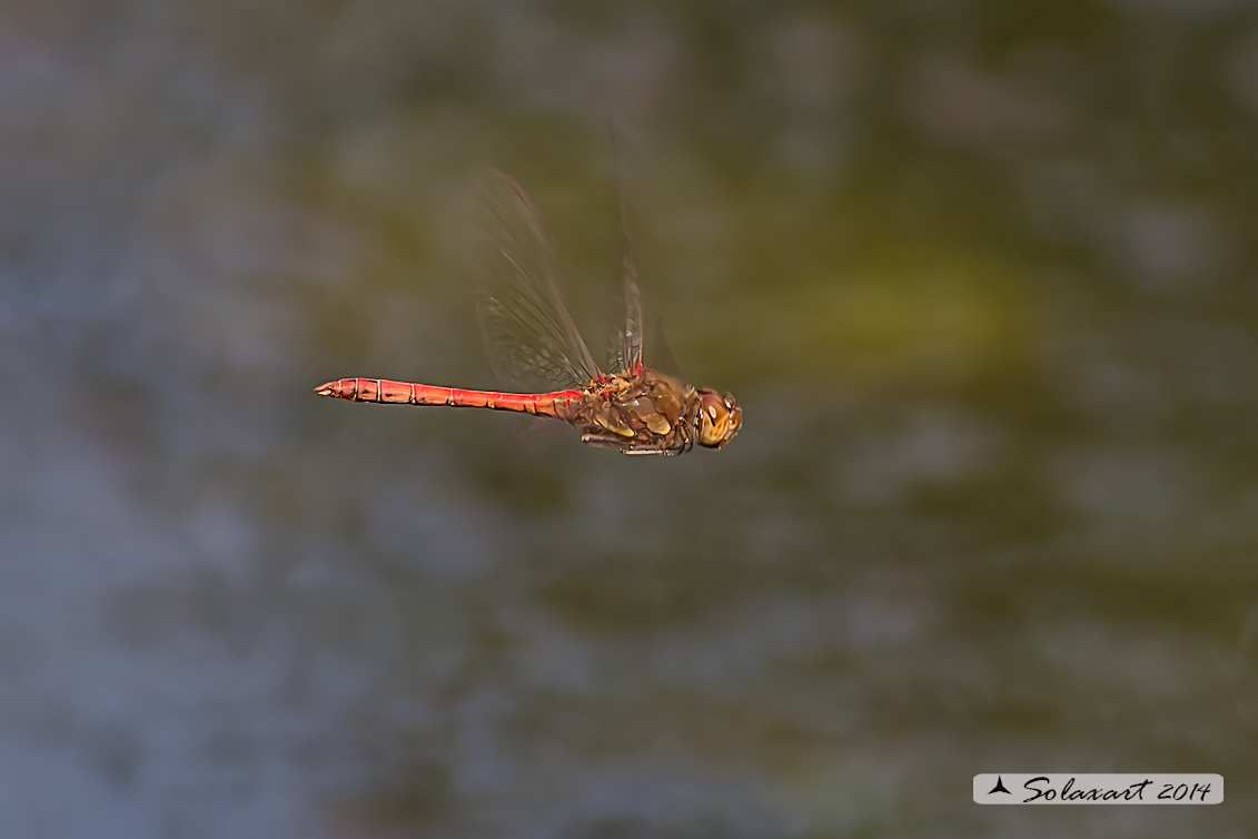 Sympetrum striolatum (maschio) - Common Darter (male)