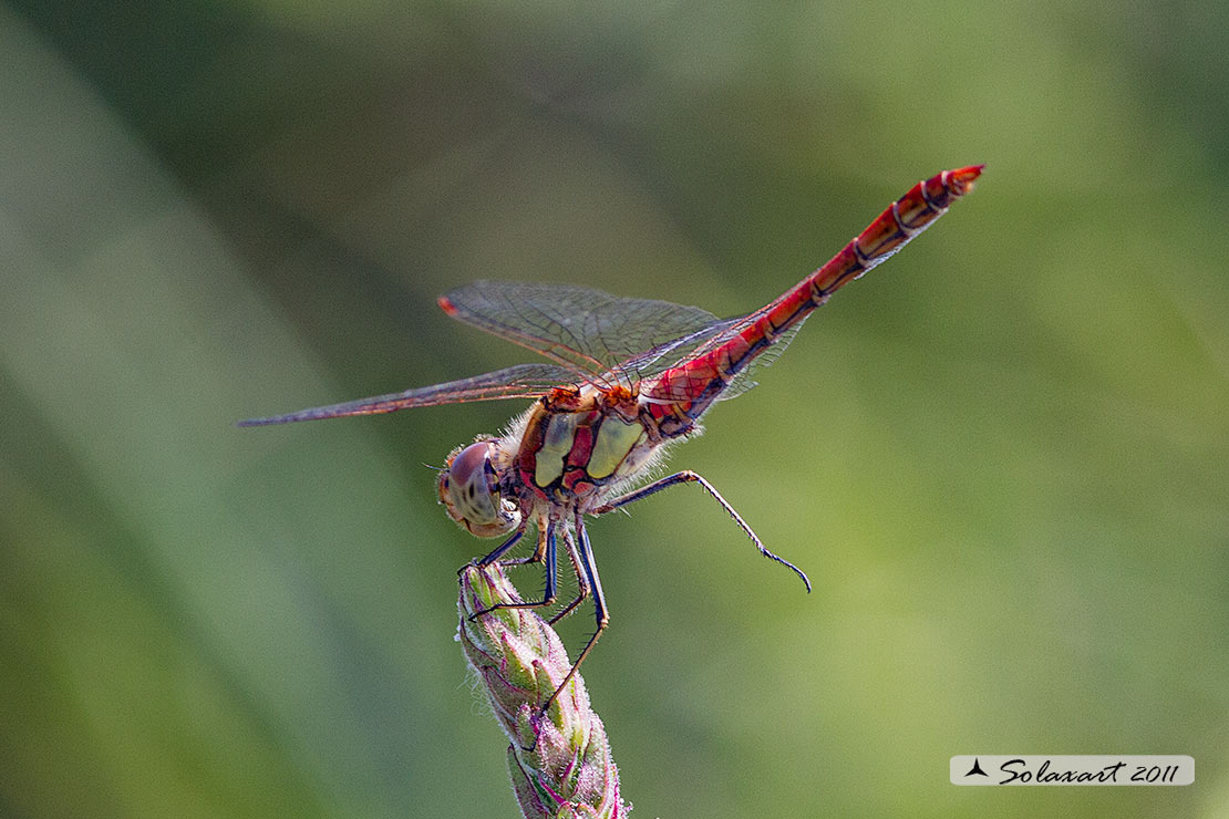Sympetrum striolatum: Cardinale striato (maschio); Common Darter (male)
