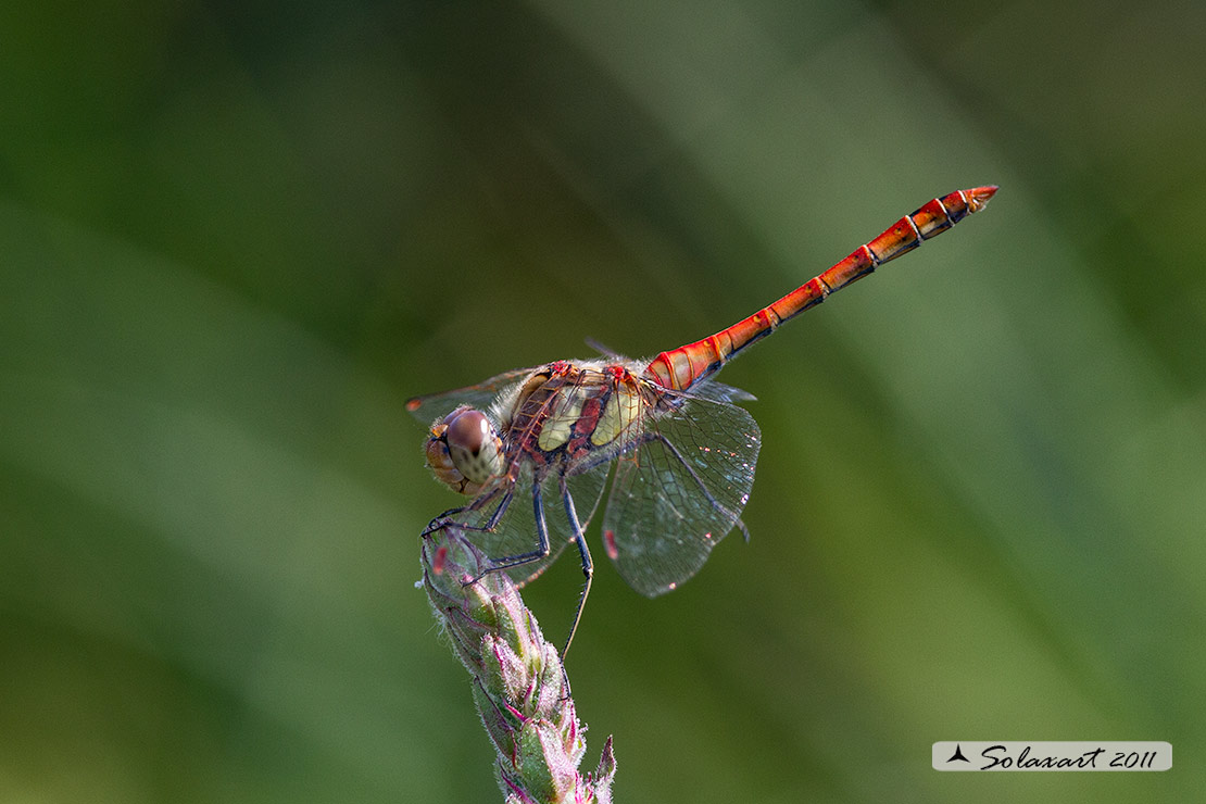 Sympetrum striolatum: Cardinale striato (maschio); Common Darter (male)