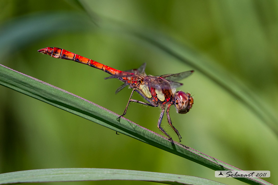 Sympetrum striolatum: Cardinale striato (maschio); Common Darter (male)