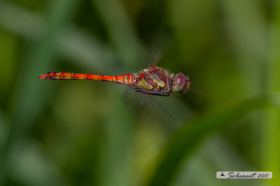 Sympetrum striolatum: Cardinale striato (maschio); Common Darter (male)