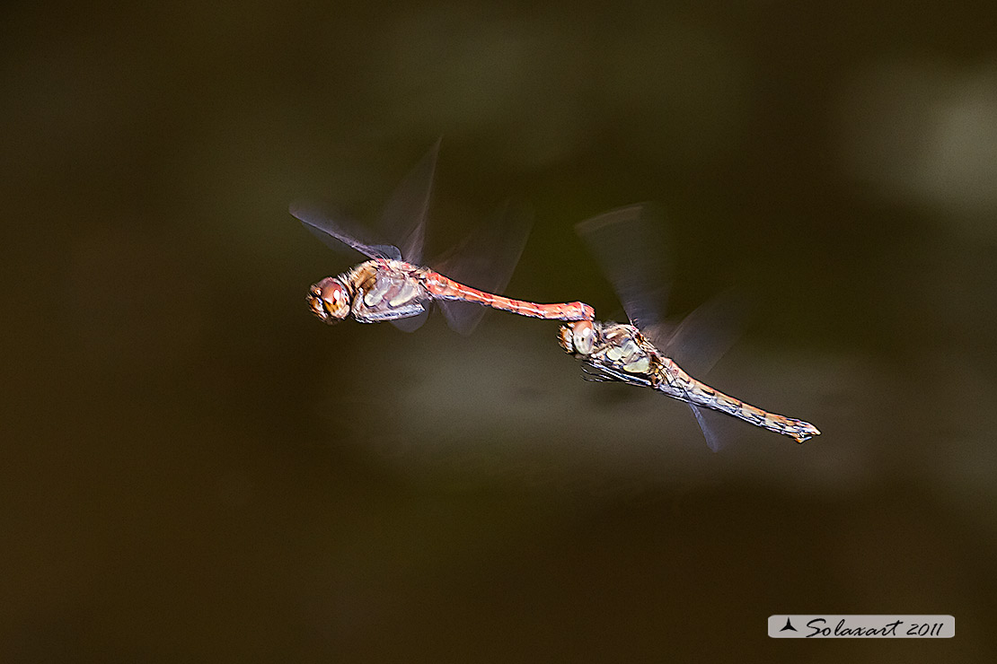 Sympetrum striolatum - (ovodeposizione) 