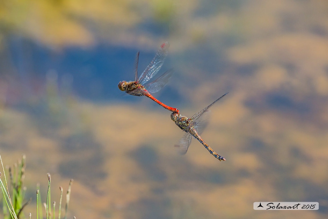 Sympetrum striolatum (ovodeposizione)     -    Common Darter  during oviposition