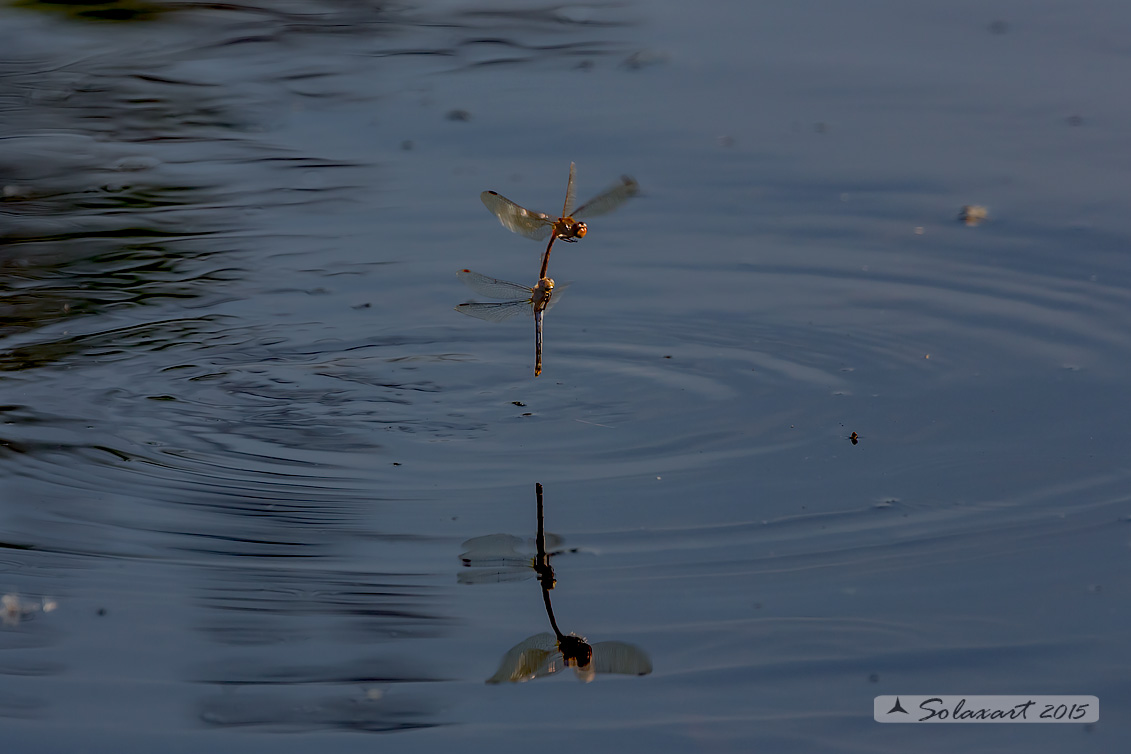 Sympetrum striolatum: Cardinale striato (ovodeposizione in acqua); Common Darter (exophytic oviposition)