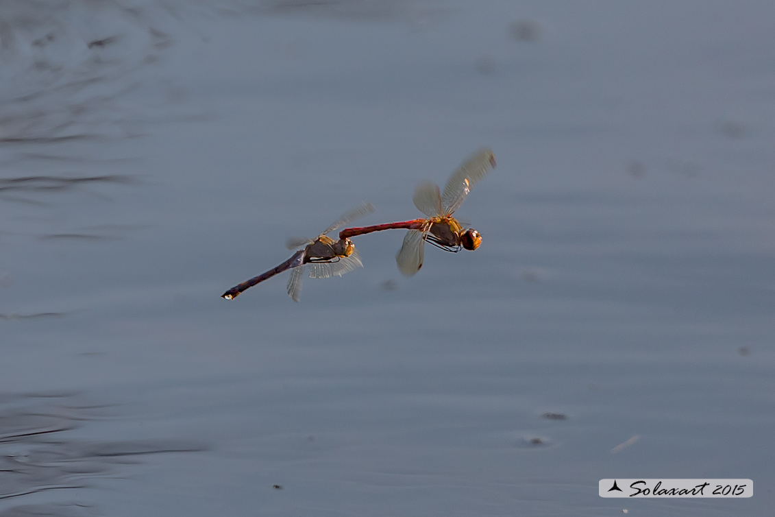 Sympetrum striolatum: Cardinale striato (ovodeposizione in acqua); Common Darter (exophytic oviposition)