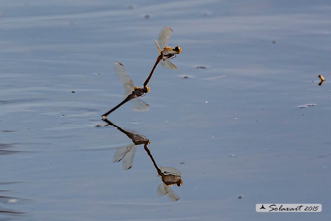 Sympetrum striolatum: Cardinale striato (ovodeposizione in acqua); Common Darter (exophytic oviposition)
