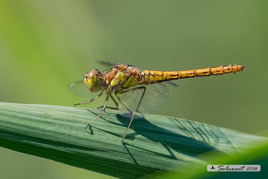 Sympetrum vulgatum :    Cardinale boreale (femmina);  Vagrant darter  (female)