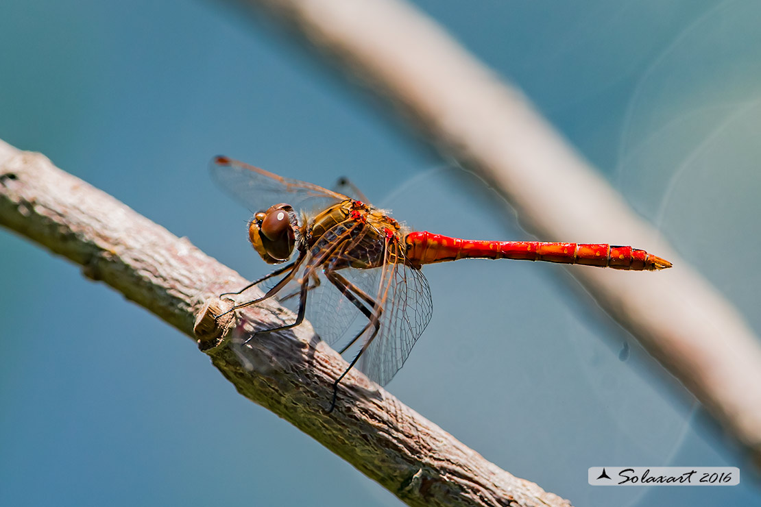 Sympetrum vulgatum :    Cardinale boreale (maschio);  Vagrant darter  (male)