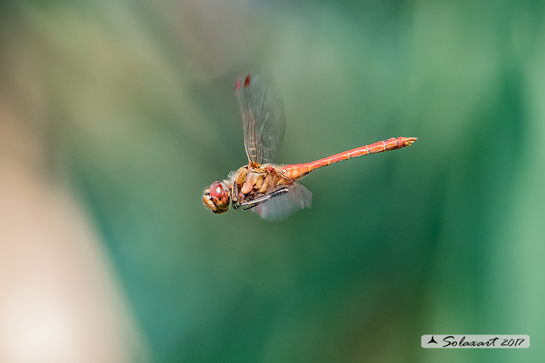 Sympetrum vulgatum :    Cardinale boreale (maschio);  Vagrant darter  (male)