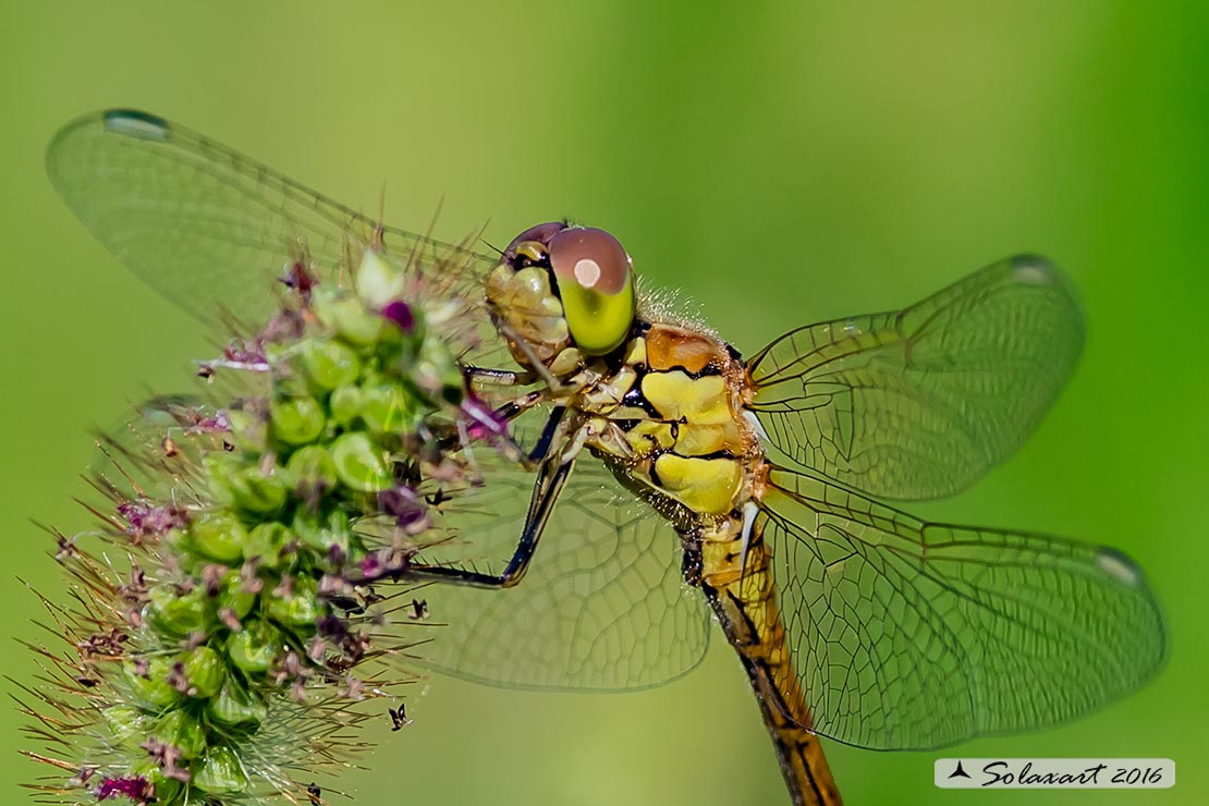 Sympetrum vulgatum :    Cardinale boreale (maschio immaturo);  Vagrant darter  (teneral male)