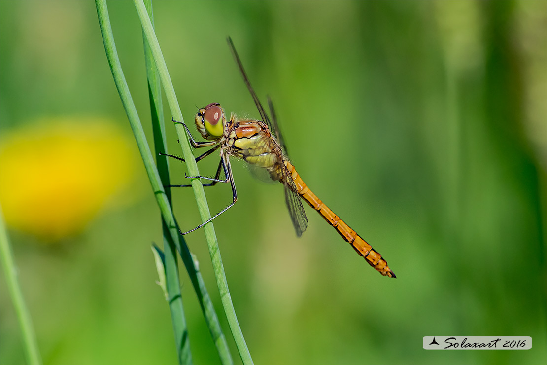 Sympetrum vulgatum :    Cardinale boreale (maschio immaturo);  Vagrant darter  (teneral male)