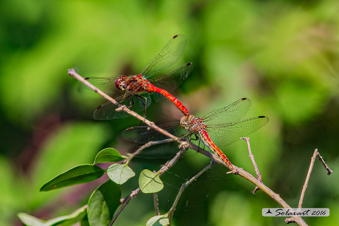 Sympetrum vulgatum :    Cardinale boreale (tandem);  Vagrant darter  (tandem)