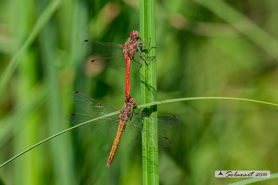 Sympetrum vulgatum :    Cardinale boreale (tandem);  Vagrant darter  (tandem)