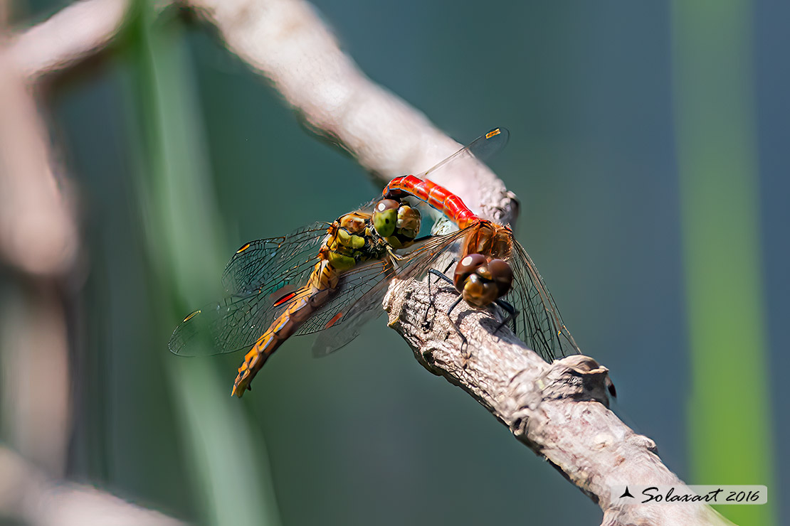 Sympetrum vulgatum :    Cardinale boreale (tandem);  Vagrant darter  (tandem)