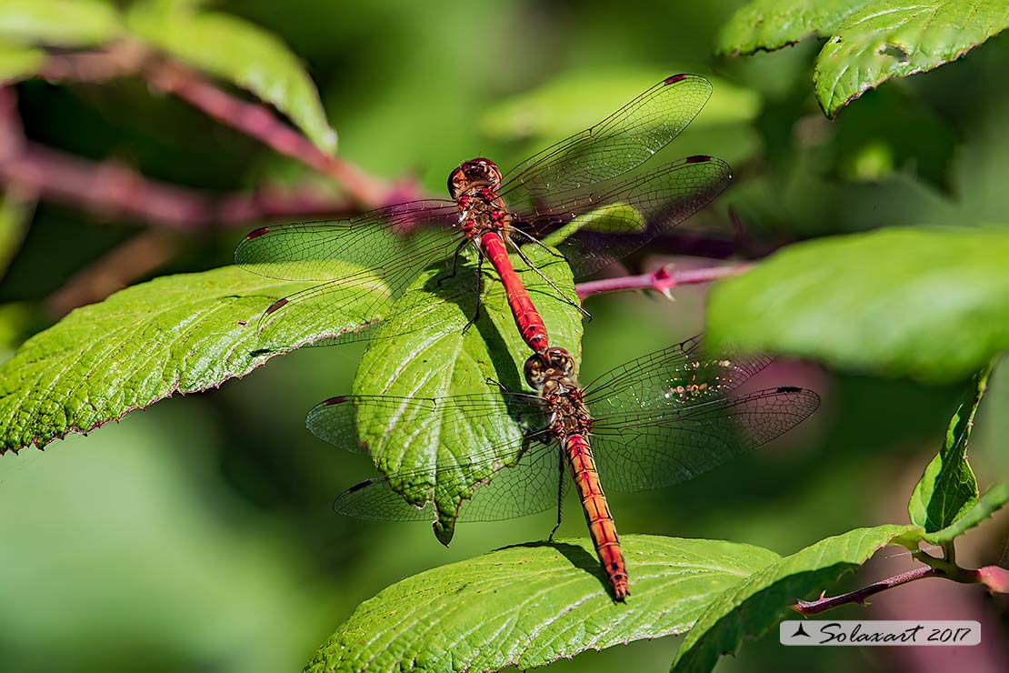 Sympetrum vulgatum :    Cardinale boreale (tandem);  Vagrant darter  (tandem)