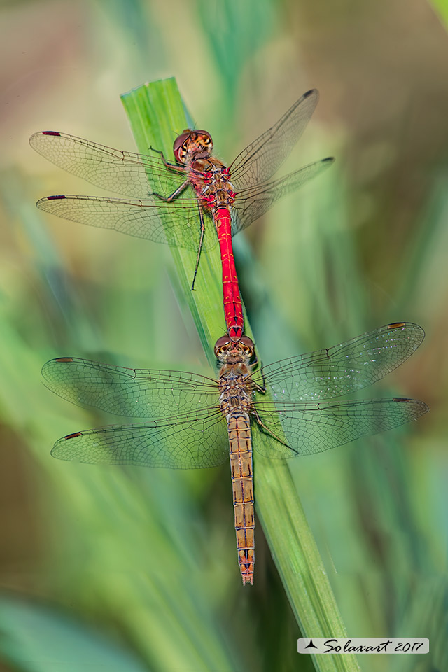 Sympetrum_vulgatum