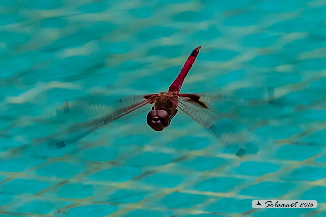 Tramea onusta: Red Saddlebags (male)