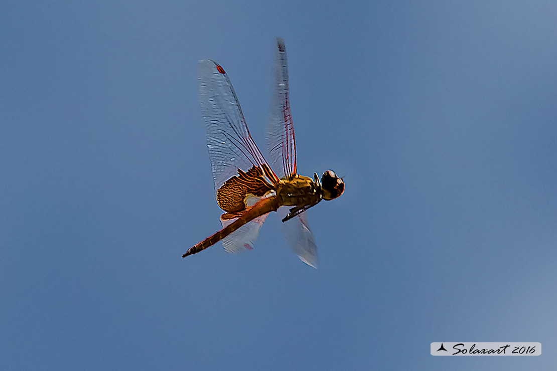 Tramea onusta: Red Saddlebags (male)