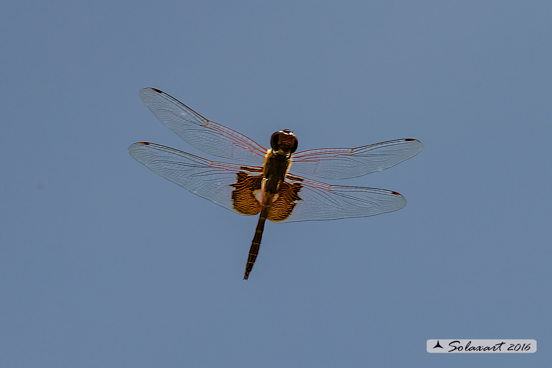 Tramea onusta: Red Saddlebags (male)