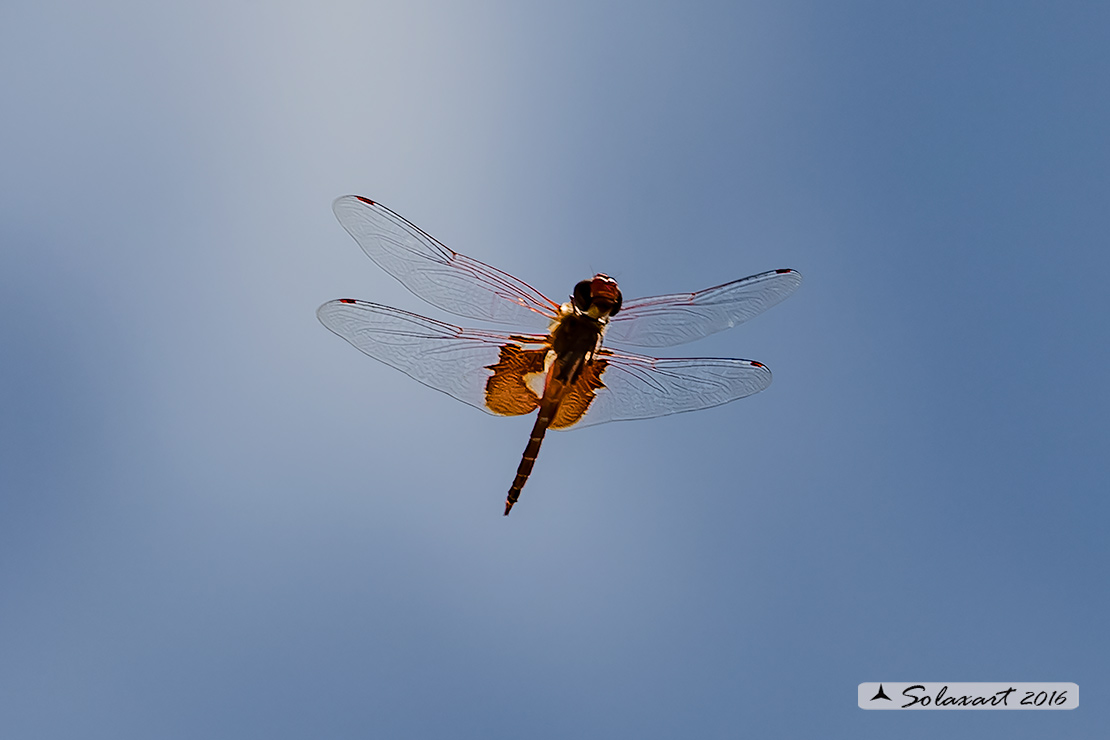 Tramea onusta: Red Saddlebags (male)