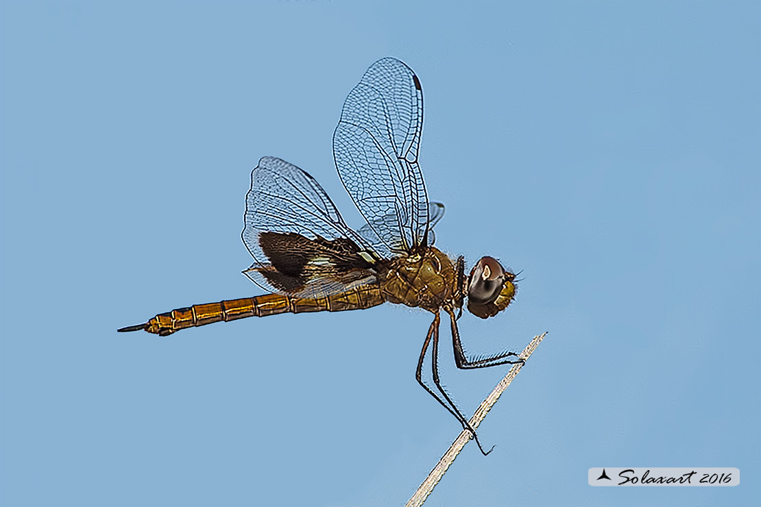 Tramea onusta : Red Saddlebags (male)