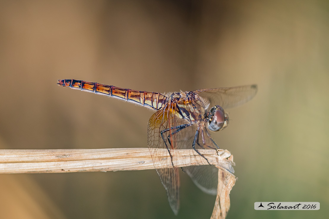 Trithemis annulata:  Obelisco violetto  (femmina) - Violet Dropwing (female)