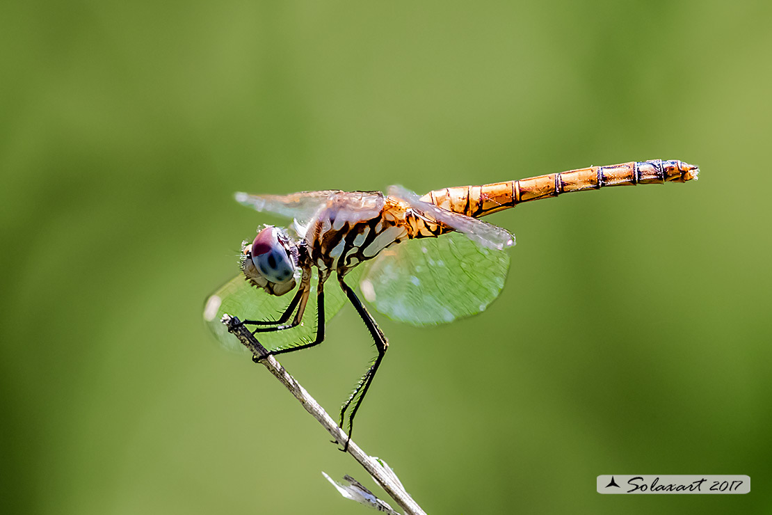 Trithemis annulata:  Obelisco violetto  (femmina) - Violet Dropwing (female)