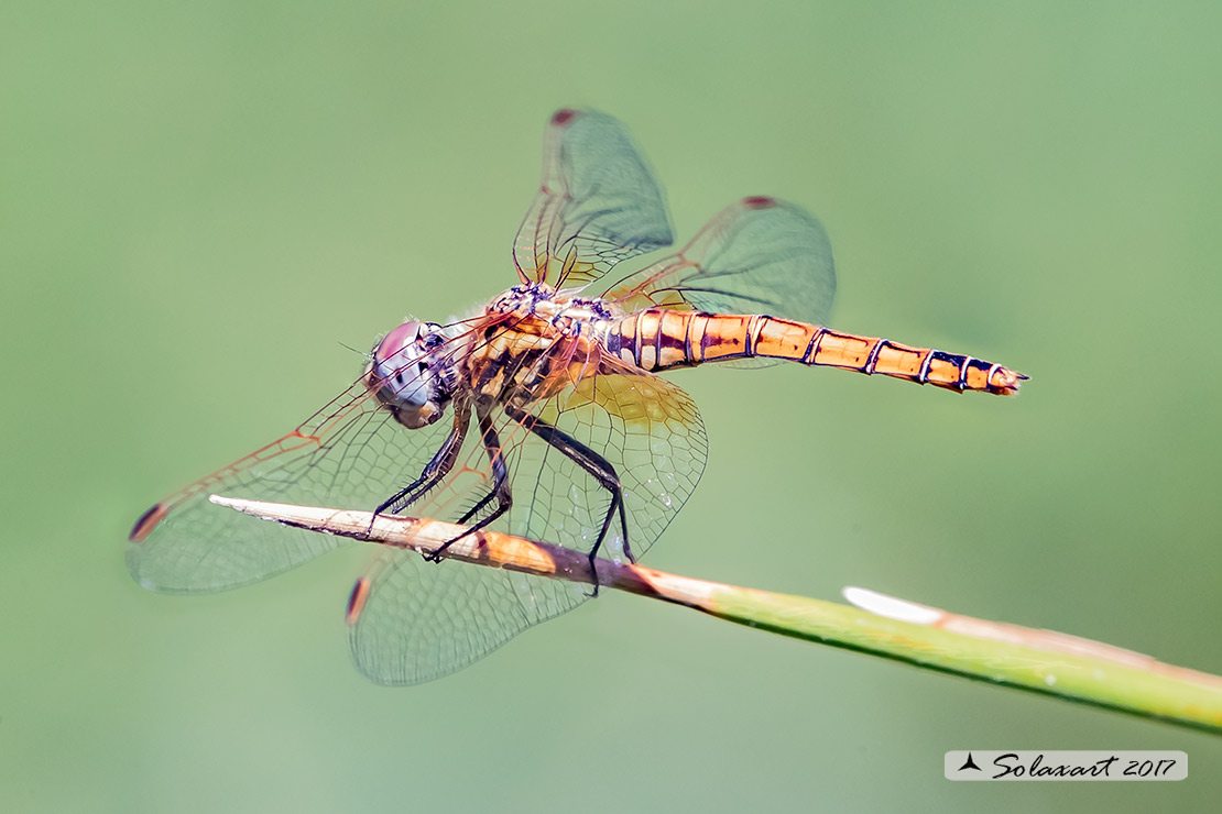 Trithemis annulata:  Obelisco violetto  (femmina) - Violet Dropwing (female)