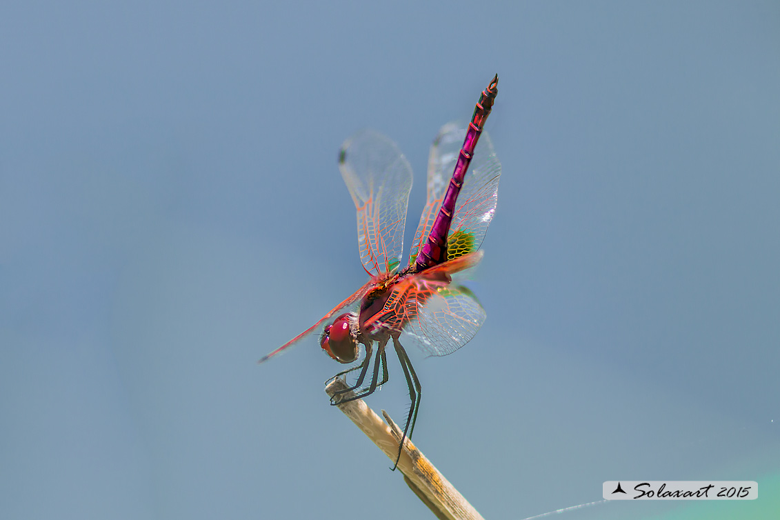 Trithemis annulata - Obelisco violetto - Violet Dropwing