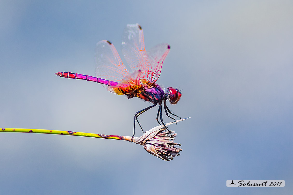 Trithemis annulata - Obelisco violetto - Violet Dropwing