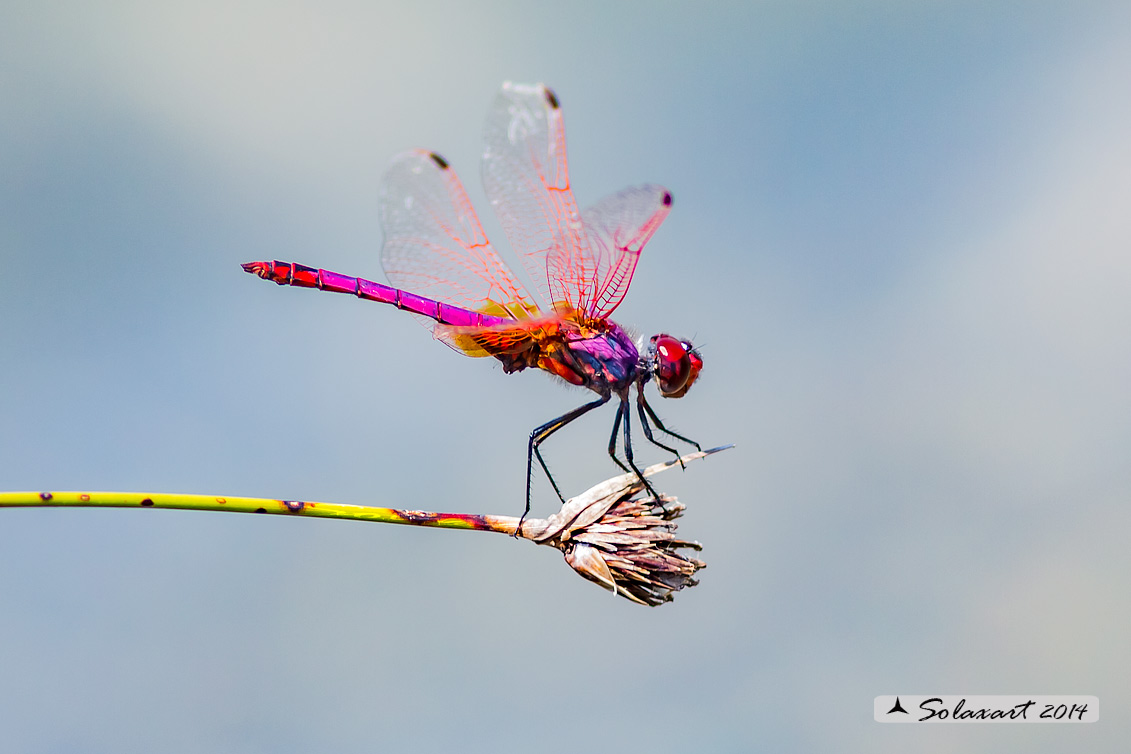 Trithemis annulata:  Obelisco violetto  (maschio)    -    Violet Dropwing (male)