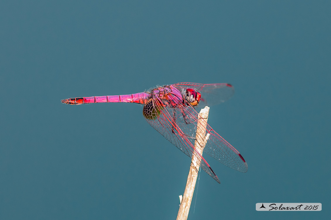 Trithemis annulata  (maschio)    -    Violet Dropwing (male)