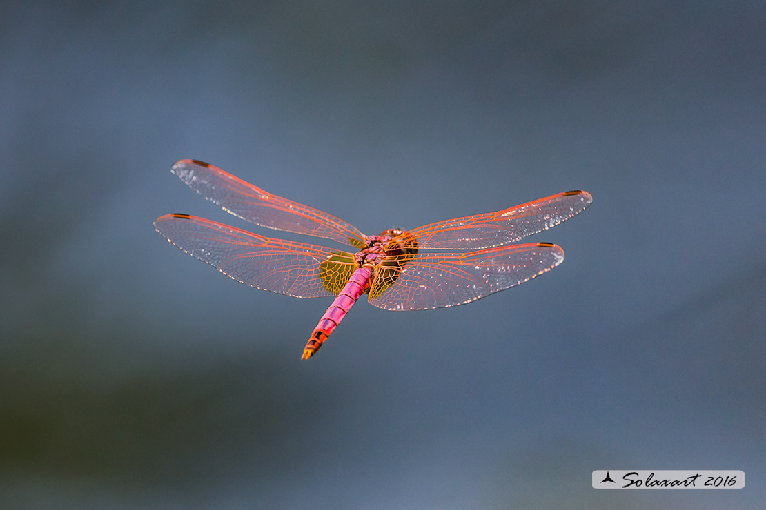 Trithemis annulata:  Obelisco violetto  (maschio)    -    Violet Dropwing (male)