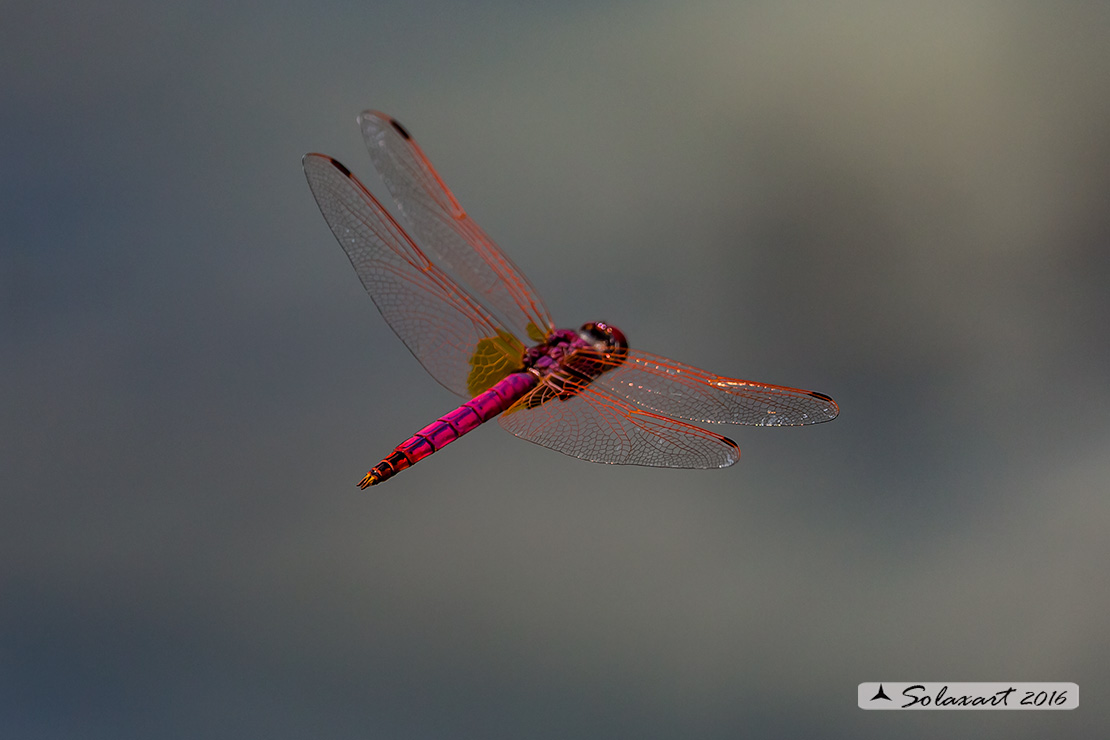 Trithemis annulata:  Obelisco violetto  (maschio)    -    Violet Dropwing (male)