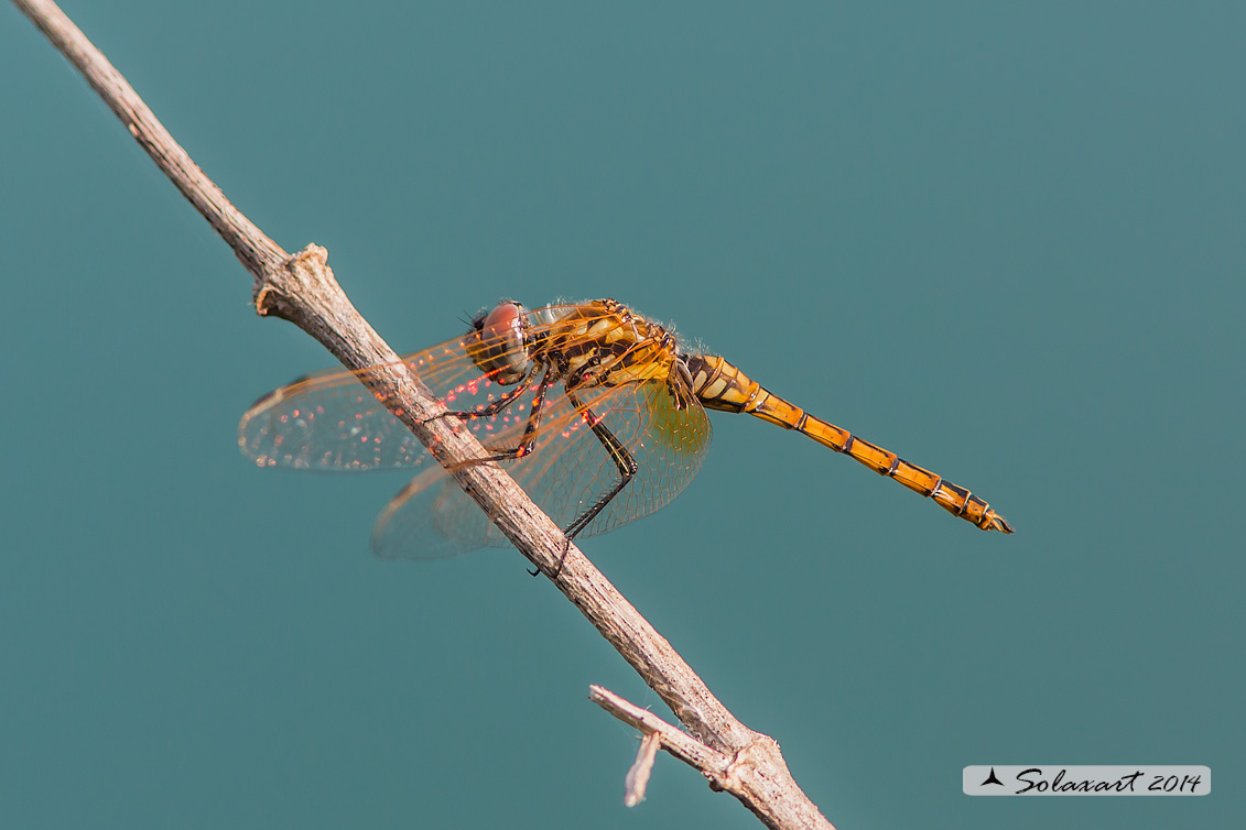 Trithemis annulata - Obelisco violetto - Violet Dropwing