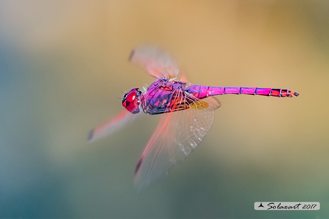 Trithemis annulata:  Obelisco violetto  (maschio)    -    Violet Dropwing (male)