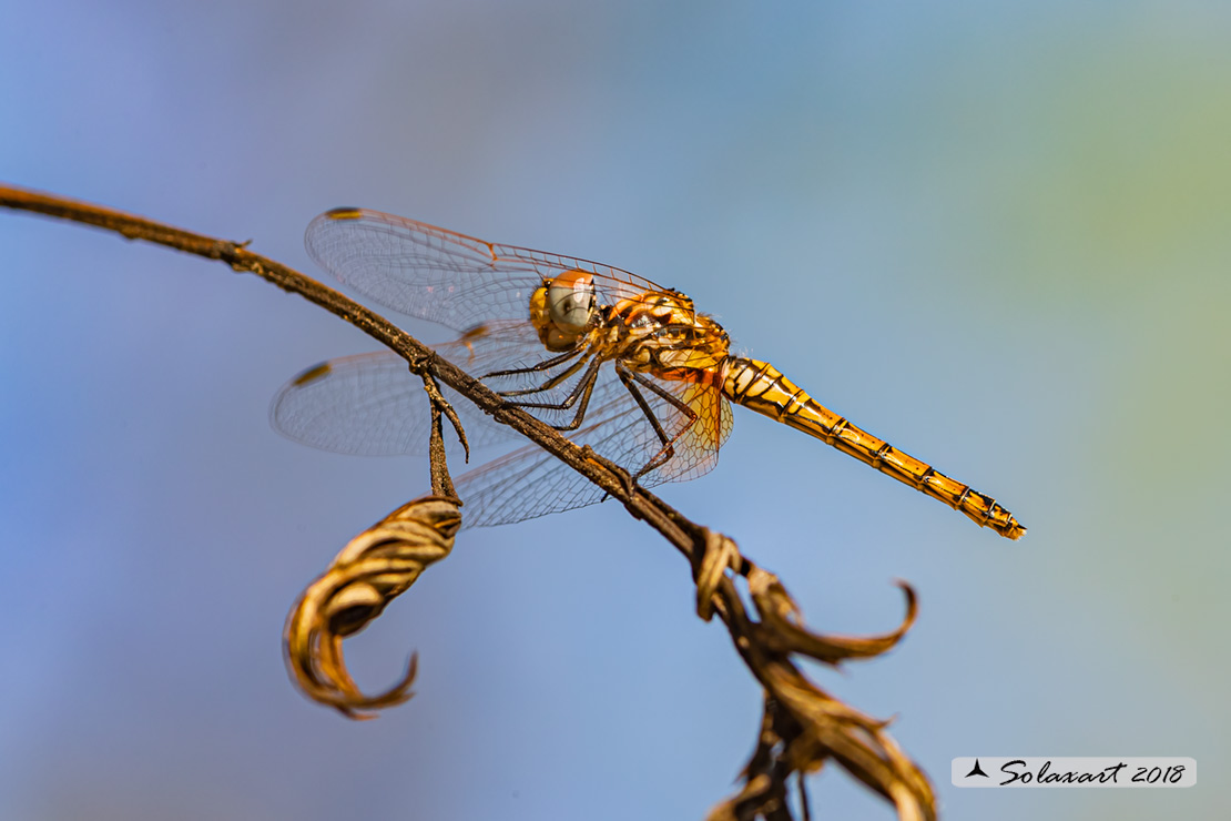 Trithemis kirbyi - Obelisco purpureo (femmina) -  Orange-winged dropwing (female)
