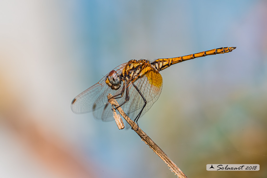 Trithemis kirbyi - Obelisco purpureo (femmina) -  Orange-winged dropwing (female)