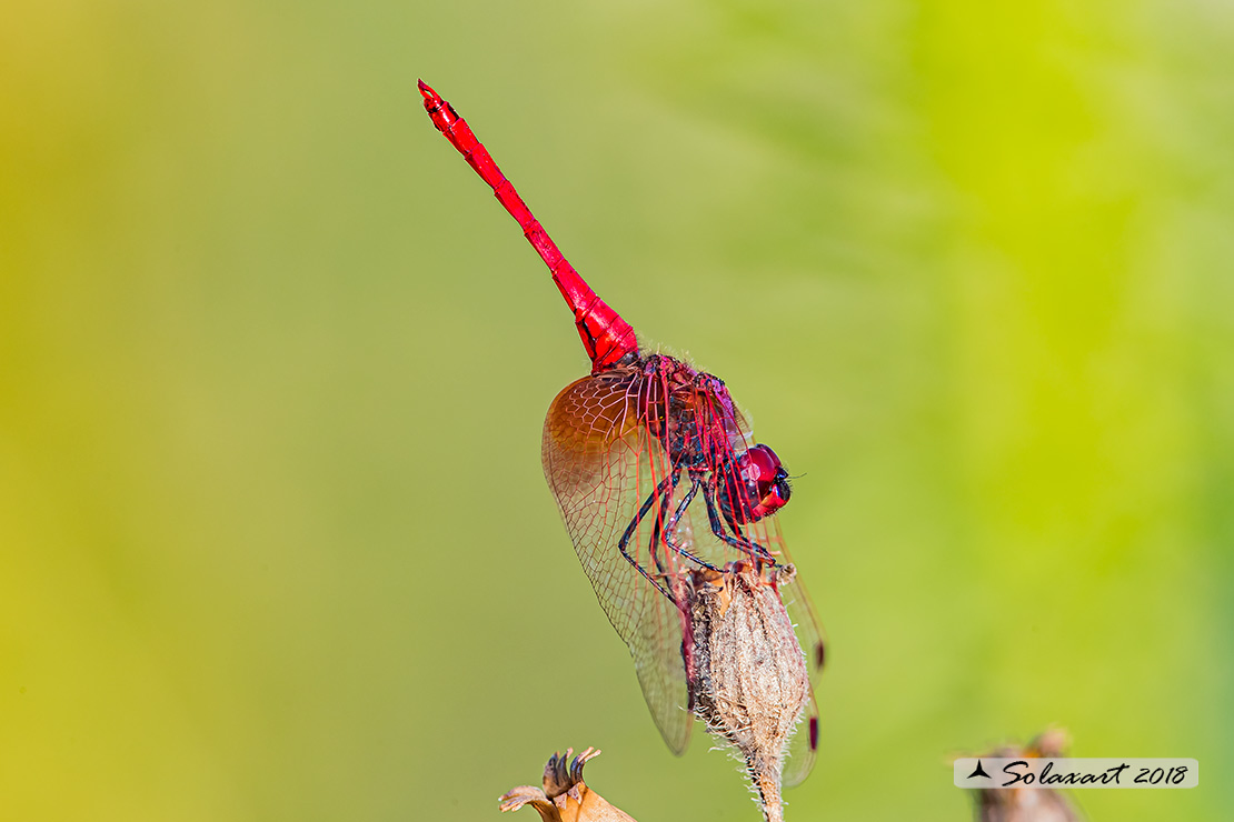 Trithemis kirbyi - Obelisco purpureo (maschio) -  Orange-winged dropwing (male)