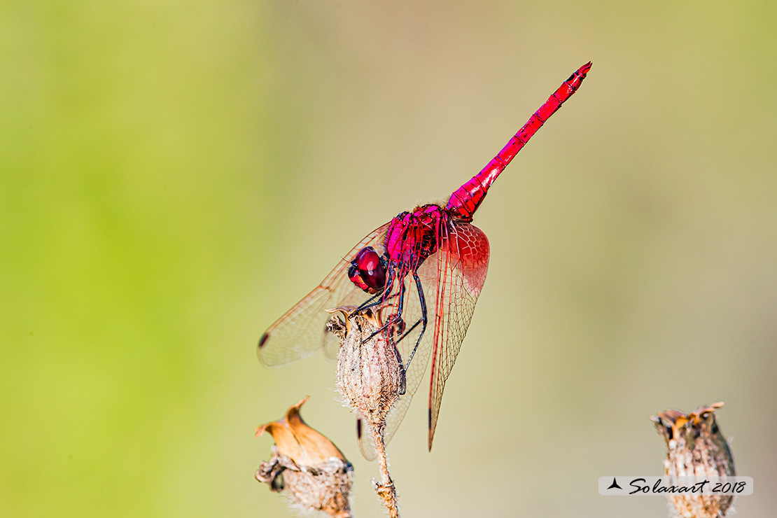 Trithemis kirbyi - Obelisco purpureo (maschio) -  Orange-winged dropwing (male)