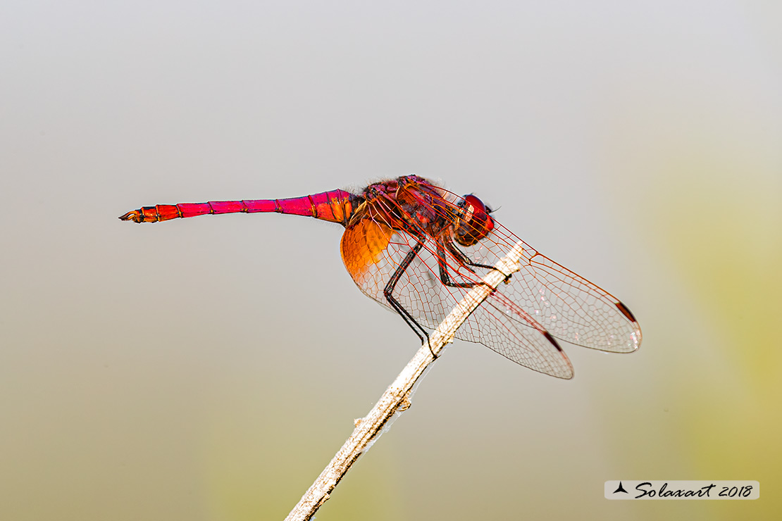 Trithemis kirbyi - Obelisco purpureo (maschio) -  Orange-winged dropwing (male)
